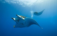 Desktop image. Animals. ID:34538