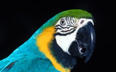 Desktop image. Animals. ID:34541