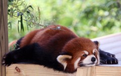 Desktop image. Animals. ID:50795