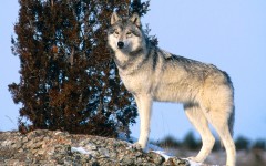 Desktop image. Animals. ID:34543