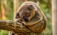 Desktop image. Animals. ID:50796