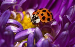 Desktop image. Animals. ID:34545