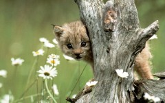 Desktop image. Animals. ID:34546