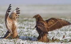 Desktop image. Animals. ID:50827
