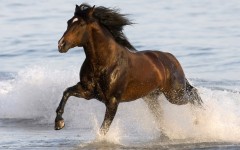 Desktop image. Animals. ID:34548