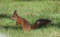 Desktop image. Animals. ID:34549