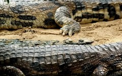 Desktop image. Animals. ID:34552