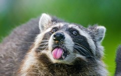 Desktop image. Animals. ID:50799