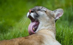 Desktop image. Animals. ID:51108