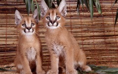 Desktop image. Animals. ID:34557