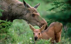 Desktop image. Animals. ID:34559