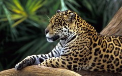 Desktop image. Animals. ID:34561