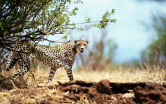 Desktop image. Animals. ID:34563