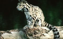 Desktop image. Animals. ID:34564