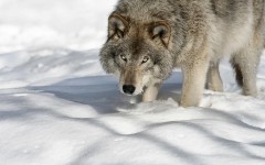 Desktop image. Animals. ID:50828