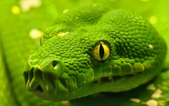 Desktop image. Animals. ID:34567