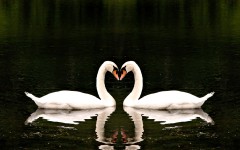 Desktop image. Animals. ID:34570