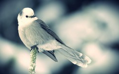 Desktop image. Animals. ID:34572