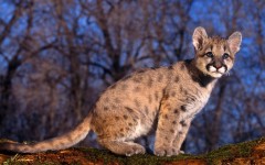 Desktop image. Animals. ID:34573