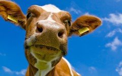 Desktop image. Animals. ID:34577