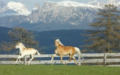 Desktop image. Animals. ID:34578
