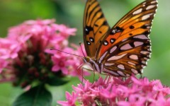 Desktop image. Animals. ID:34579