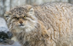 Desktop image. Animals. ID:51056