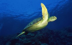 Desktop image. Animals. ID:34581