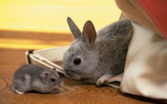 Desktop image. Animals. ID:34582