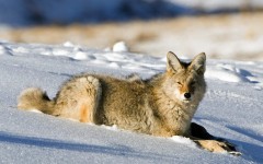 Desktop image. Animals. ID:34583