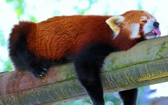 Desktop image. Animals. ID:51013