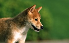 Desktop image. Animals. ID:34585
