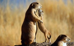 Desktop image. Animals. ID:34586
