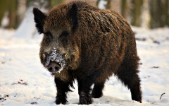 Desktop image. Animals. ID:34587