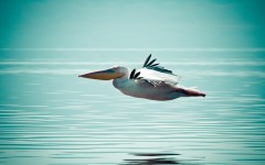 Desktop image. Animals. ID:50932