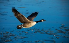 Desktop image. Animals. ID:50936