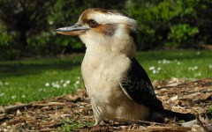 Desktop image. Animals. ID:34590