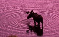 Desktop image. Animals. ID:34591