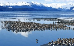 Desktop image. Animals. ID:34592