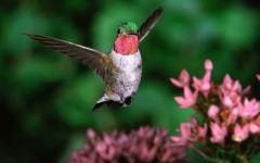 Desktop image. Animals. ID:34593