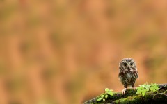 Desktop image. Animals. ID:34594