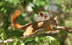 Desktop image. Animals. ID:51012