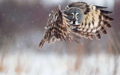 Desktop image. Animals. ID:34597