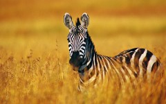 Desktop image. Animals. ID:34598