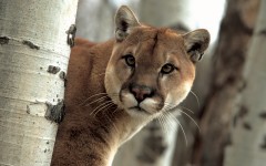 Desktop image. Animals. ID:34599