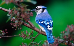 Desktop image. Animals. ID:34601