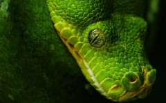 Desktop image. Animals. ID:34602