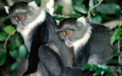 Desktop image. Animals. ID:34603