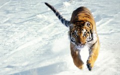 Desktop image. Animals. ID:34604