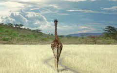 Desktop image. Animals. ID:34605